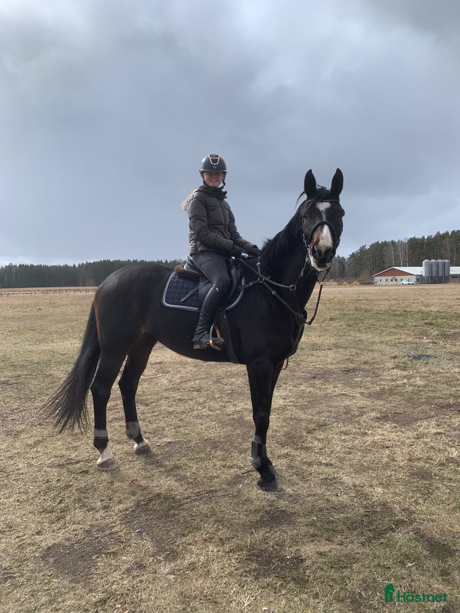  hästar Trevlig hopphäst  - Annons 5