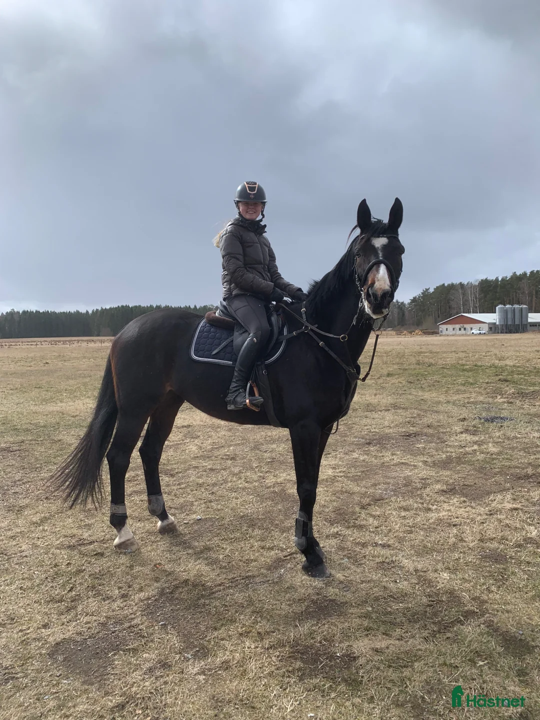 Hoppning hästar till salu: Trevlig hopphäst  - Annons 1