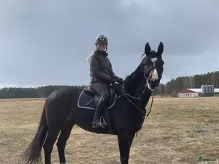 hästar Trevlig hopphäst - Annons 4