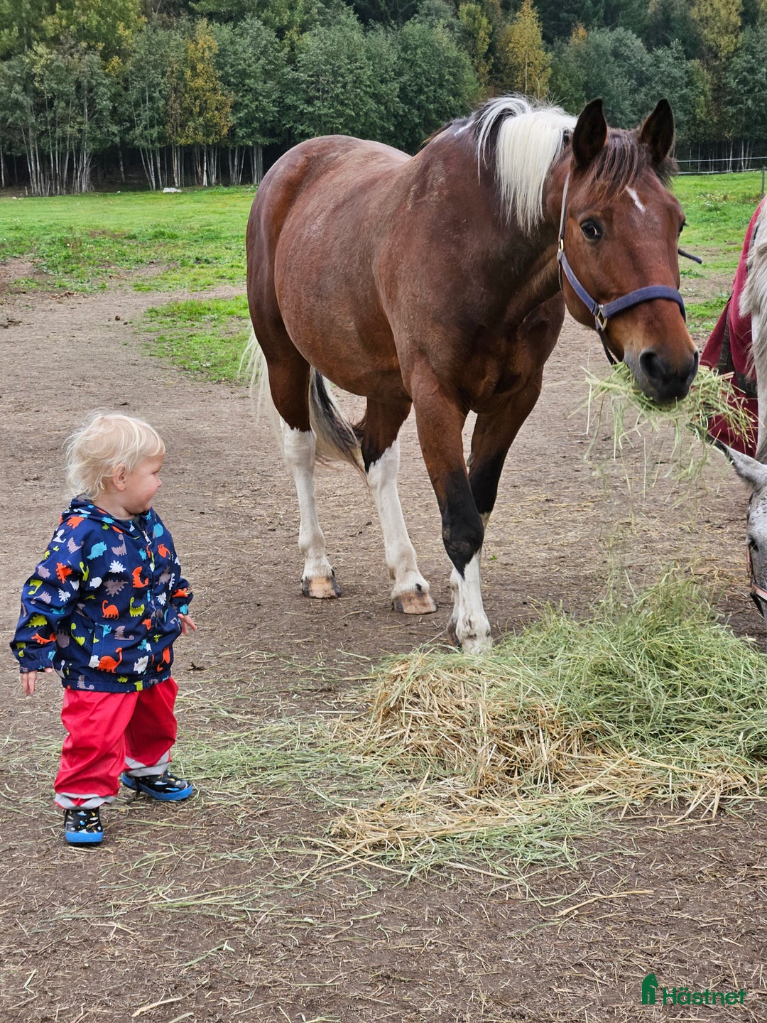 Allround hästar till salu: D ponny i Säter - Annons 1