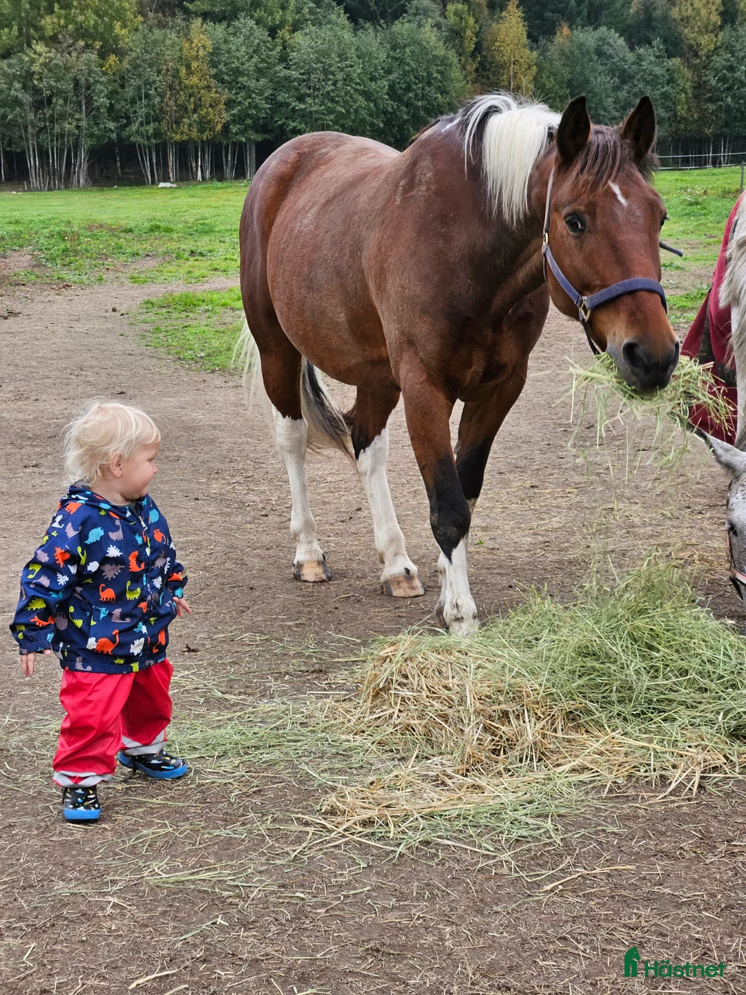 Allround hästar till salu: D ponny - Annons 1