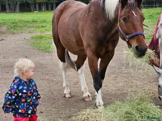 hästar D ponny - Annons 21