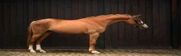 Hoppning hästar till salu: Top jumping pony! C-group - Annons 3