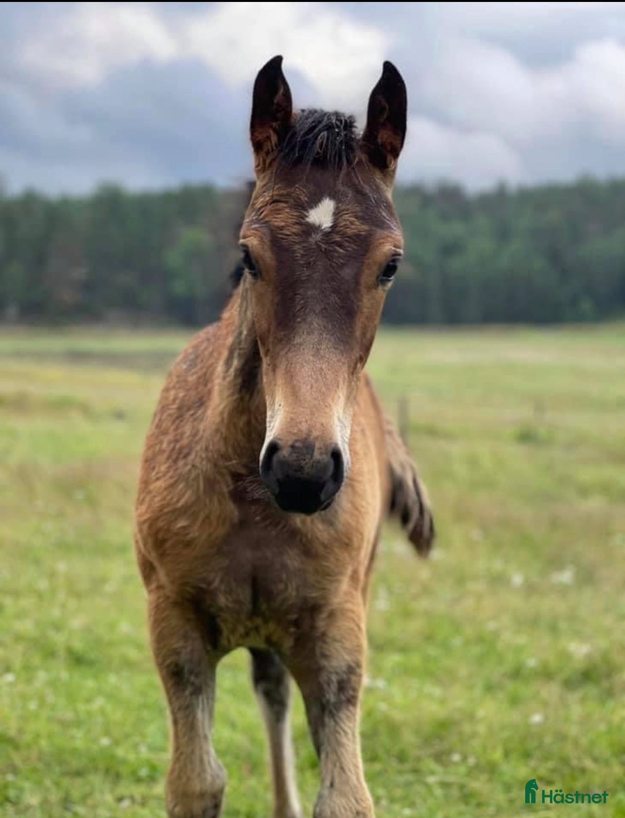 Allround hästar till salu: PRINCESS ROYAL LEGACY -fantastiskt sto m potential i Gnesta - Annons 5