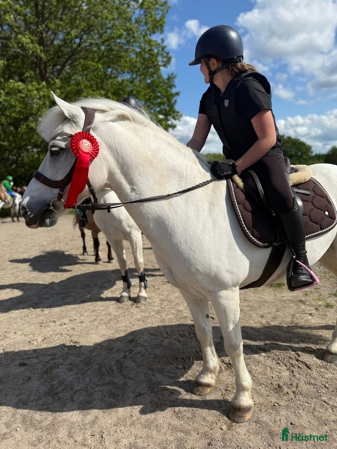 Allround hästar till salu: 🌟My Boy Max 🌟 i Ljungby - Annons 2