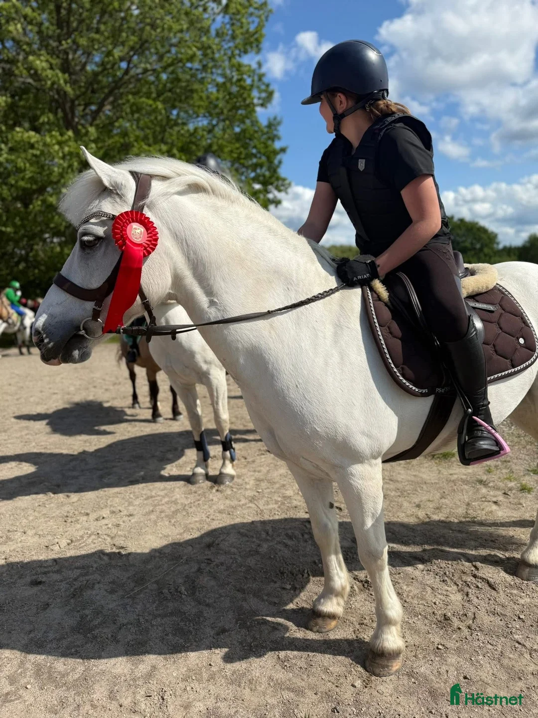 Allround hästar till salu: 🌟My Boy Max 🌟 i Ljungby - Annons 2