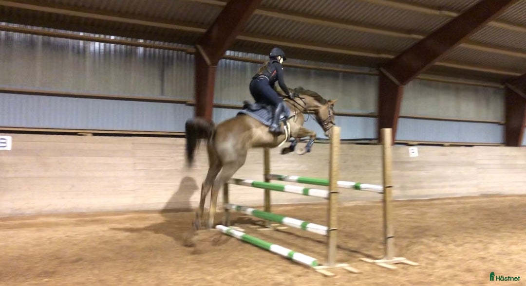 Allround hästar till salu: Lyxig hobbyhäst i Skepplanda - Annons 3