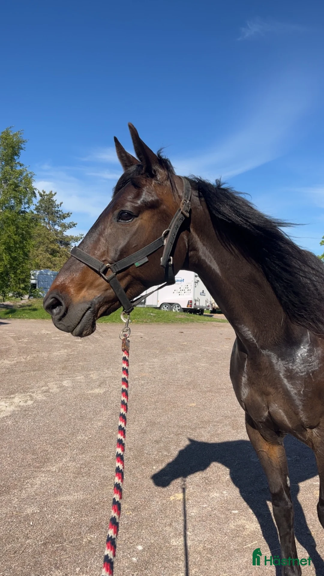 Allround hästar till salu: Fint varmblodssto - Annons 2