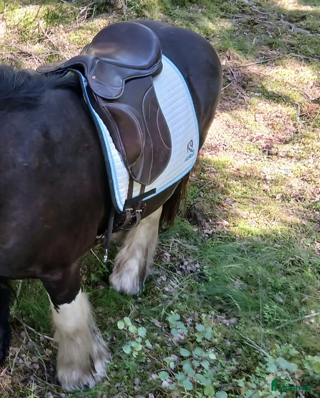 Sadlar hästutrustning till salu: Taur Gaiter Dressage Välvårdad bomfri - Annons 7