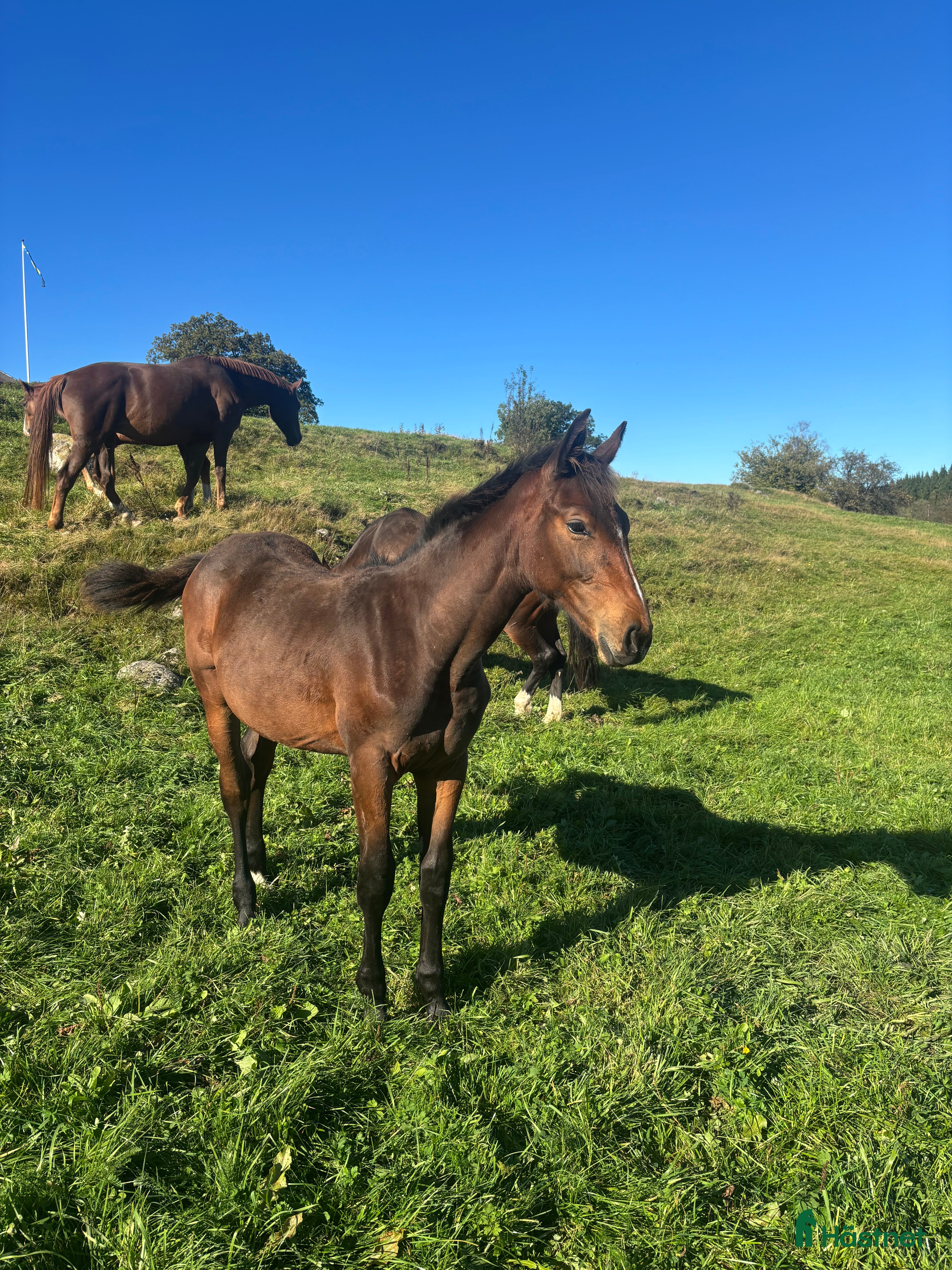  hästar Stoföl med prestationsäker hopp stam! i Ullared - Annons 18