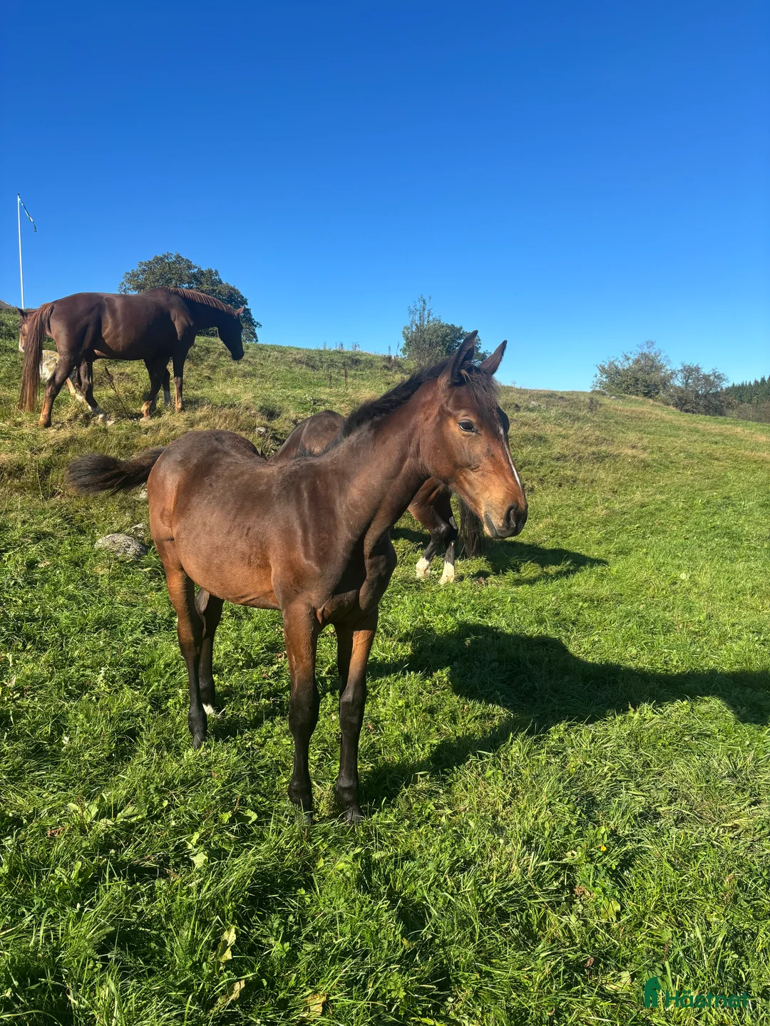 Hoppning hästar till salu: Stoföl med prestationsäker hopp stam! i Ullared - Annons 1