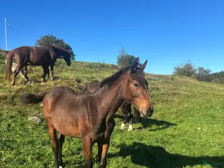 hästar Stoföl med prestationsäker hopp stam! i Ullared - Annons 10