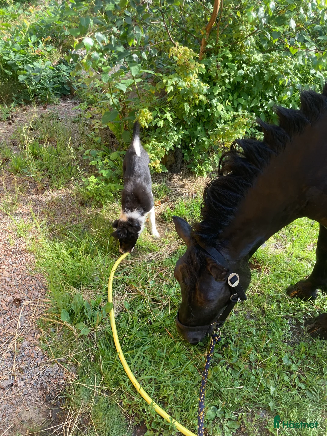 Allround hästar till salu: Rar Shetlandsponny i Linköping - Annons 4