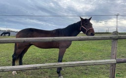 Trav hästar till salu: Snygg 1-årig hingst till trav i Skurup - Bild 4