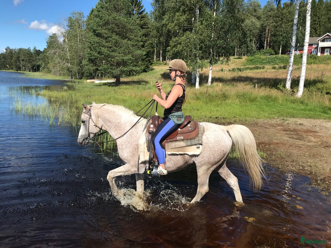  stallplats finnes: Bete och lösdriftsplats utanför Överboda, Umeå i Umeå - Bild 5