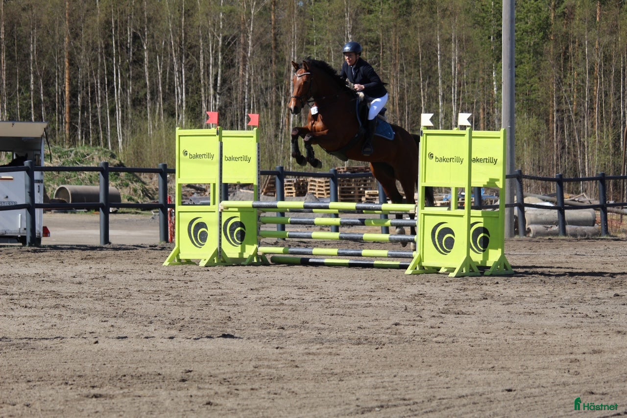  hästar Snäll och trevlig kompis att utvecklas med! i Lögdeå - Annons 5