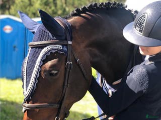 hästar Underbar läromästare - Annons 14