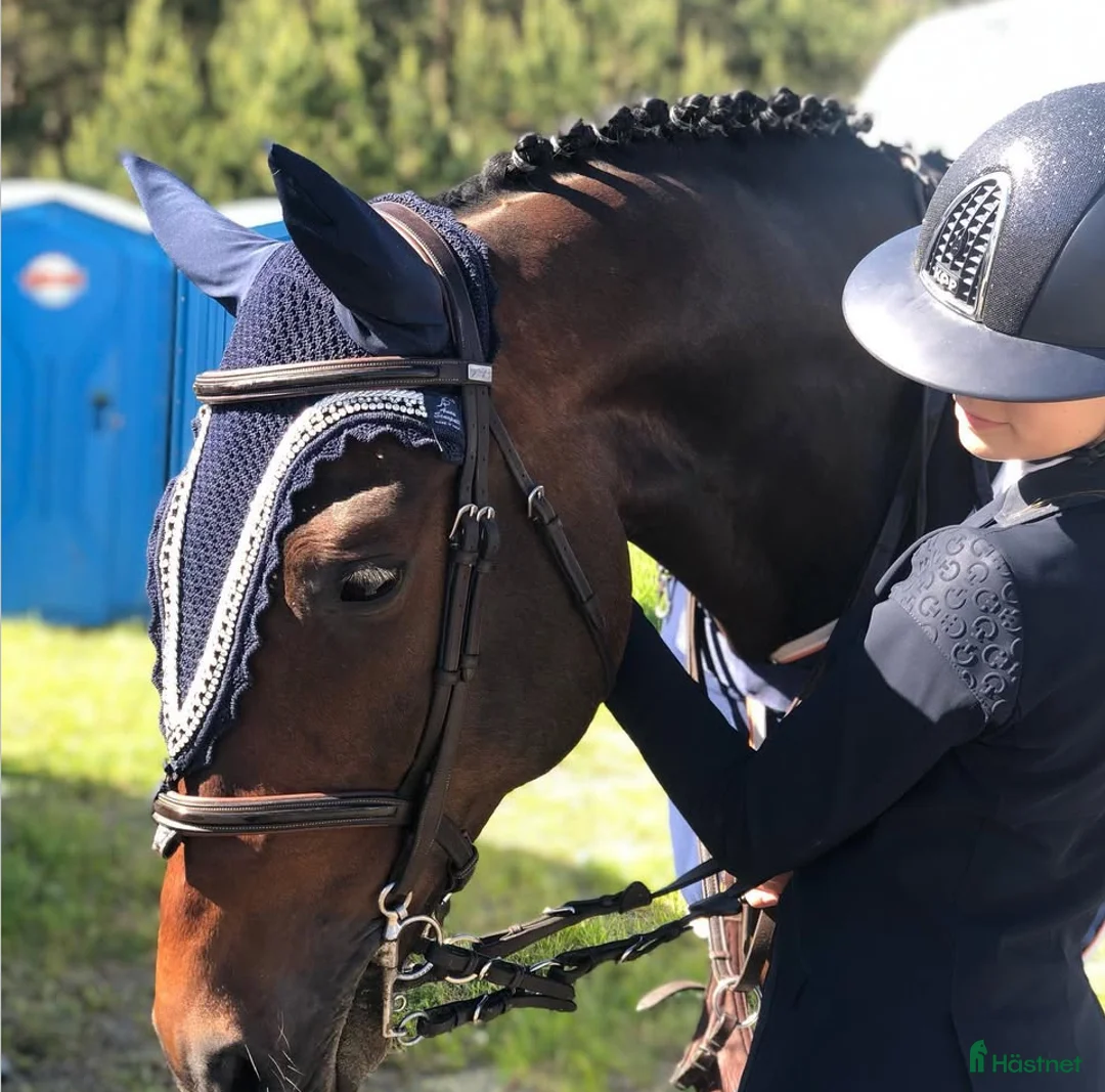 Hoppning hästar till salu: Underbar läromästare - Annons 1