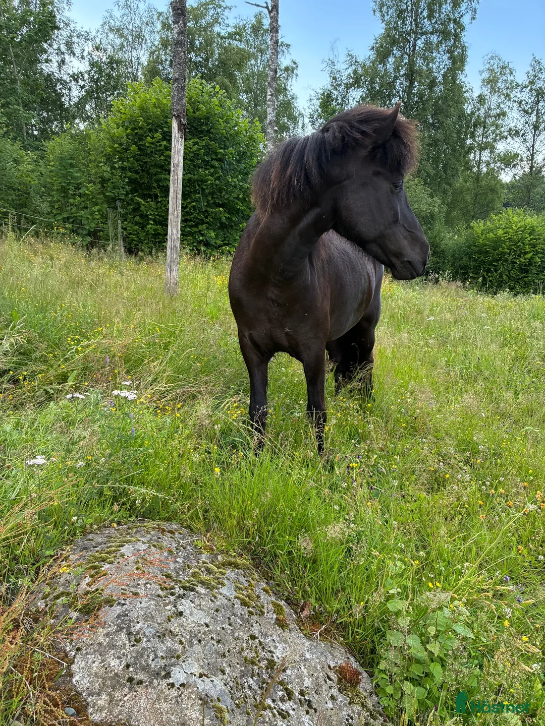 Island hästar till salu: Sto med stil  - Annons 2