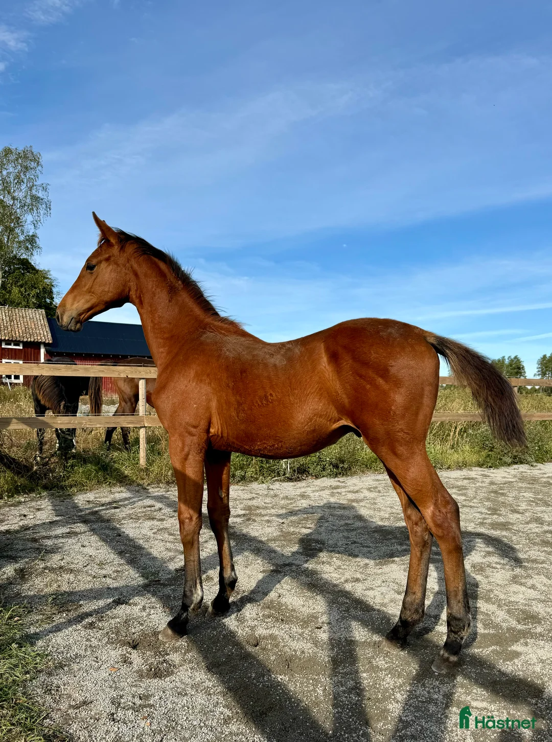 Hoppning hästar till salu: 2-åring e. Magic Park - Cayado - Concept - Annons 1