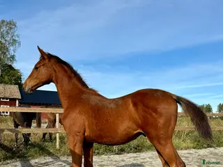 Hoppning hästar till salu: 2-åring e. Magic Park - Cayado - Concept - Annons 4