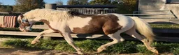 Allround hästar till salu: Blickfångare, american curly - Annons 3