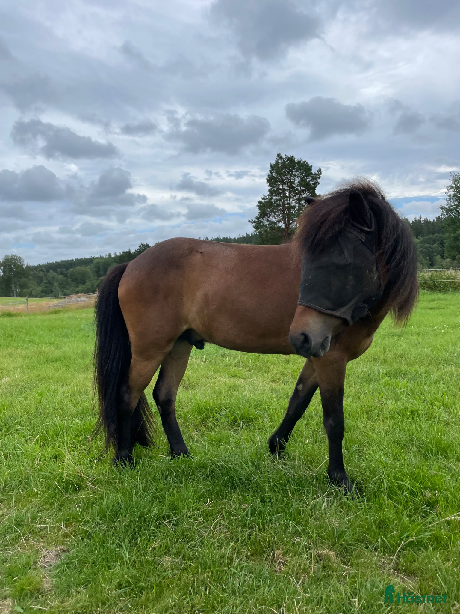  hästar Trevlig valack 3 år - Annons 2