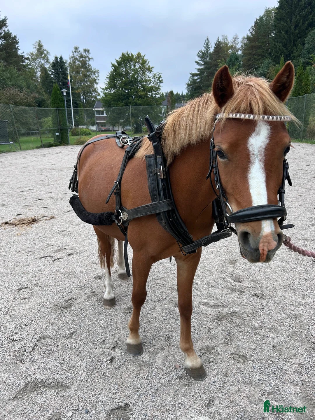 Allround hästar till salu: Sockersött Welsh Mountain sto  - Annons 7