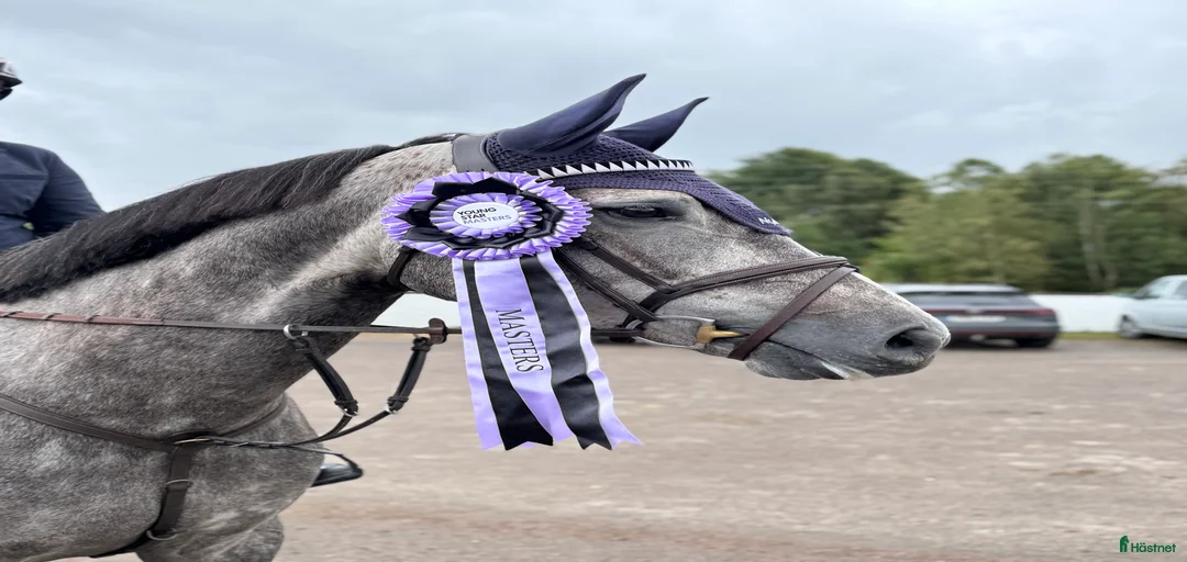 Galleribild {{count}}