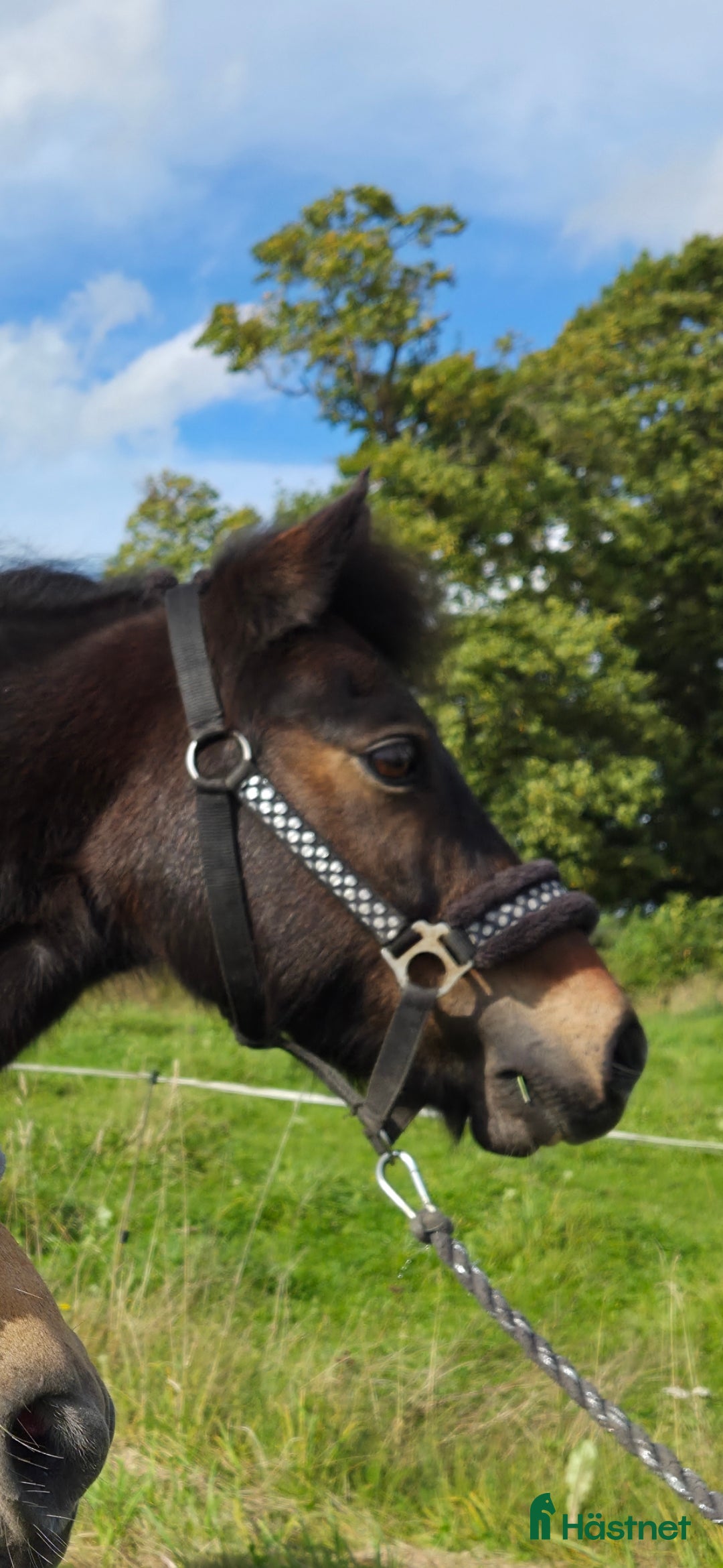 Allround hästar till salu: Supersnäll barnponny i Vintrosa - Annons 3