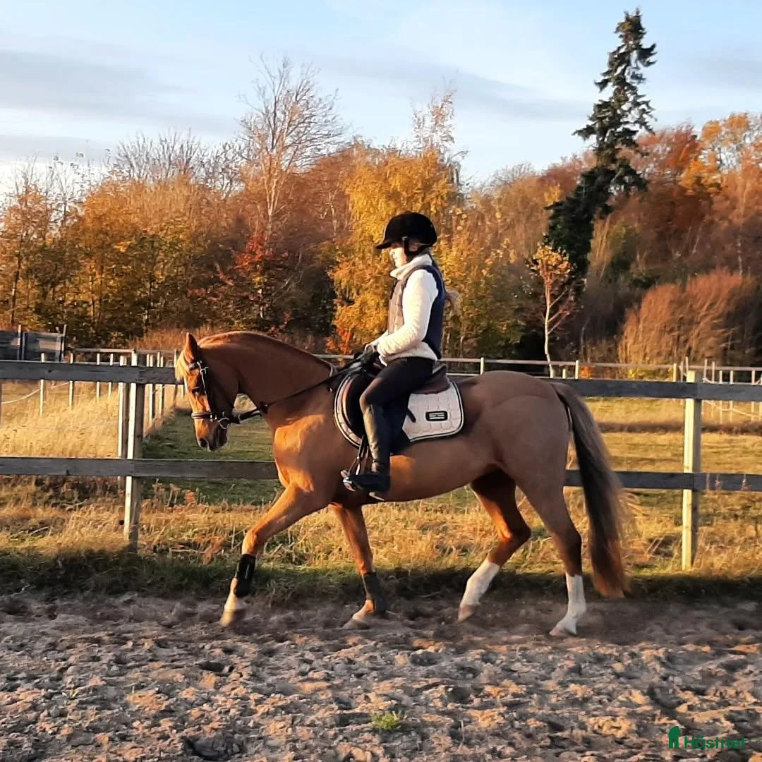 Allround hästar till salu: Ponny för träning och tävling i hoppning. i Laholm - Annons 1