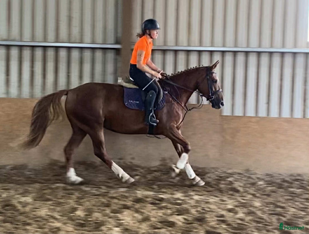 Allround hästar till salu: Solid allrounder 163cm i Ljungby - Annons 8