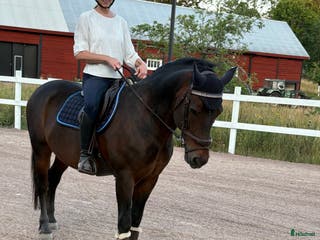 hästar Den finaste D-ponnyn i Fliseryd - Annons 7