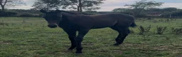Allround hästar till salu: Hingst Föl 75% fullblod - Annons 4