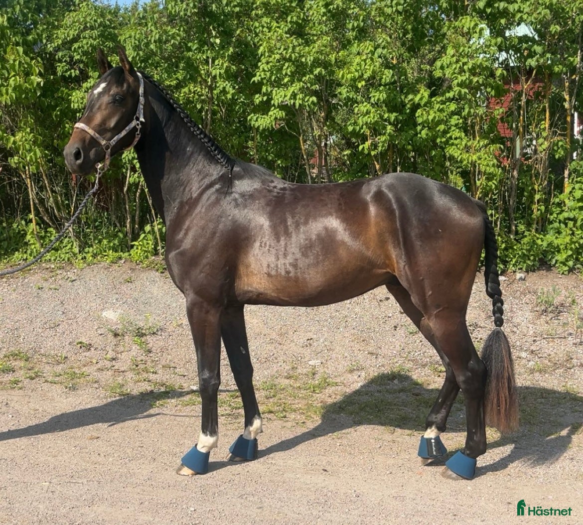  hästar 4-åring med potential - Annons 18