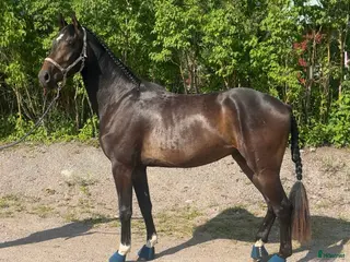 hästar 4-åring med potential - Annons 18