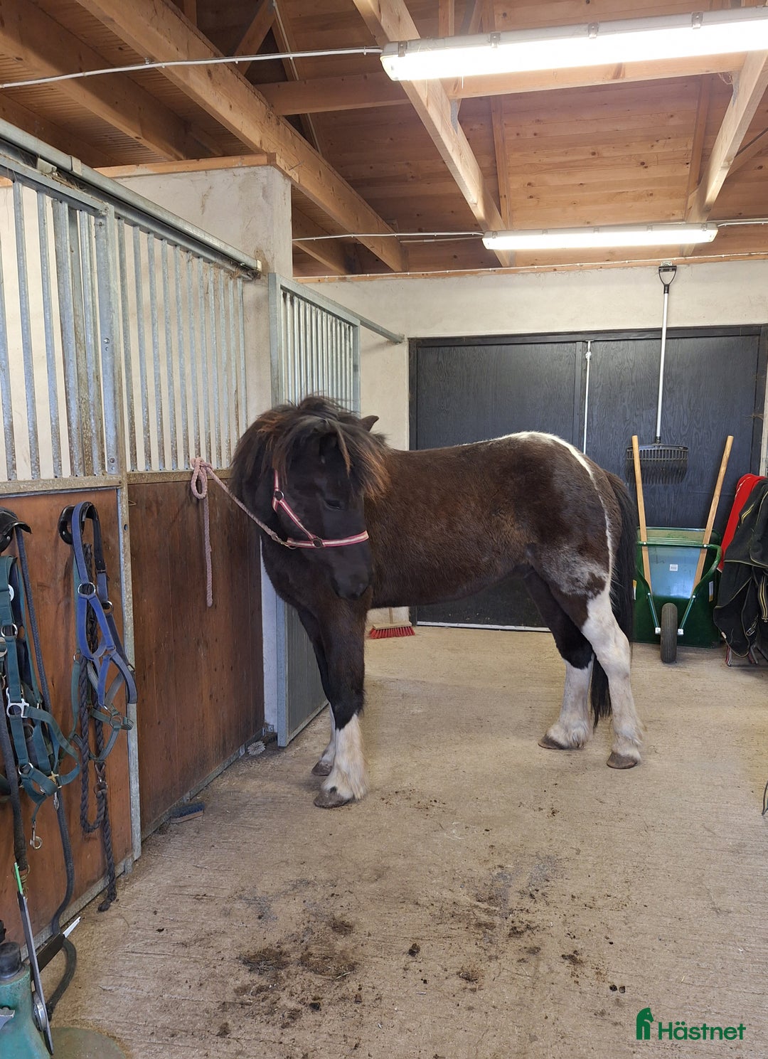 Island hästar till salu: En utmaning med stor potential!  i Tolg - Annons 1