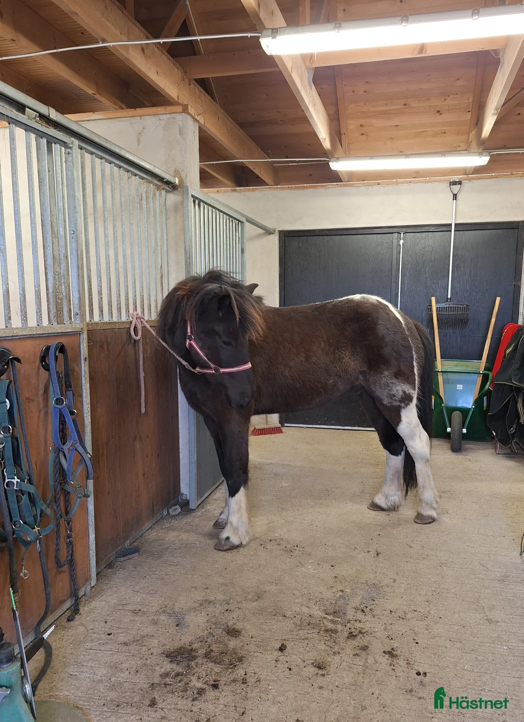 Island hästar till salu: En utmaning med stor potential!  - Annons 1