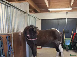 hästar En utmaning med stor potential! - Annons 4