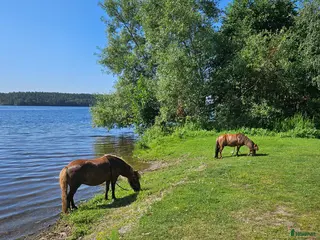 stallplats Beteshagar finnes till sommaren - Annons 2