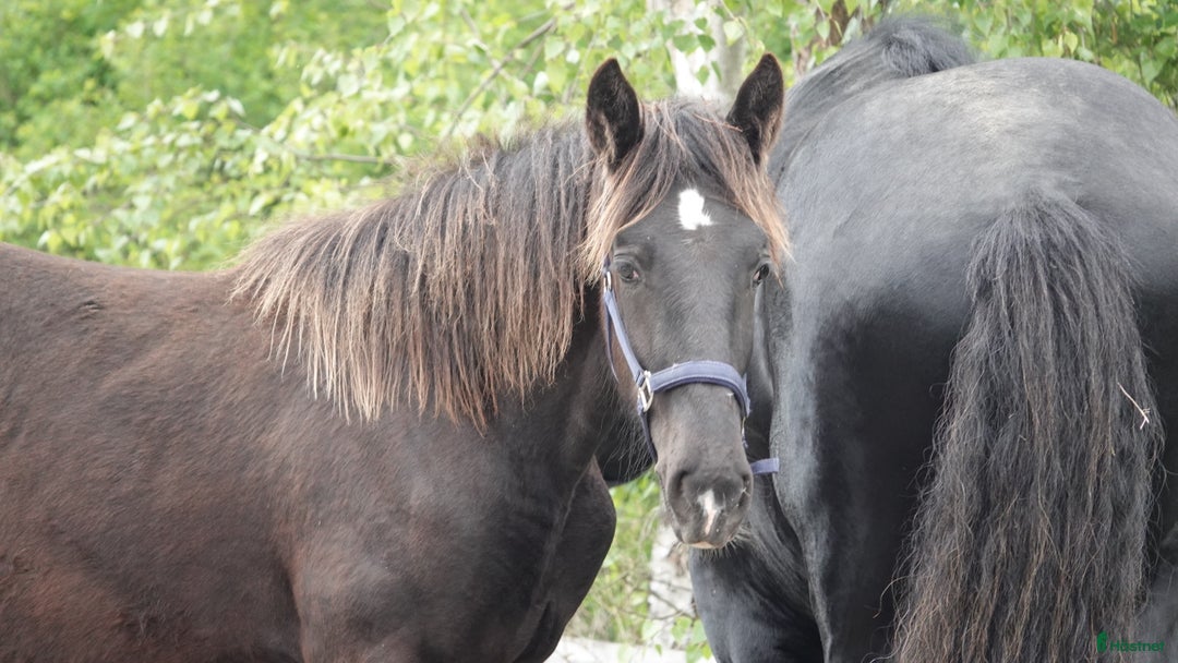 Avelshästar hästar till salu: Fin shire hingst  i Lekeryd - Annons 4