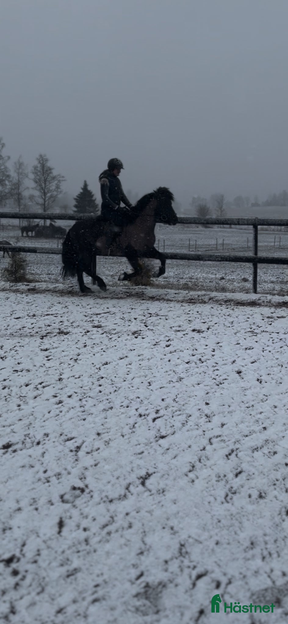  hästar Thor-Björn - stor pampig valack med potential  - Annons 8