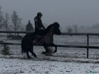 hästar Thor-Björn - stor pampig valack med potential - Annons 8