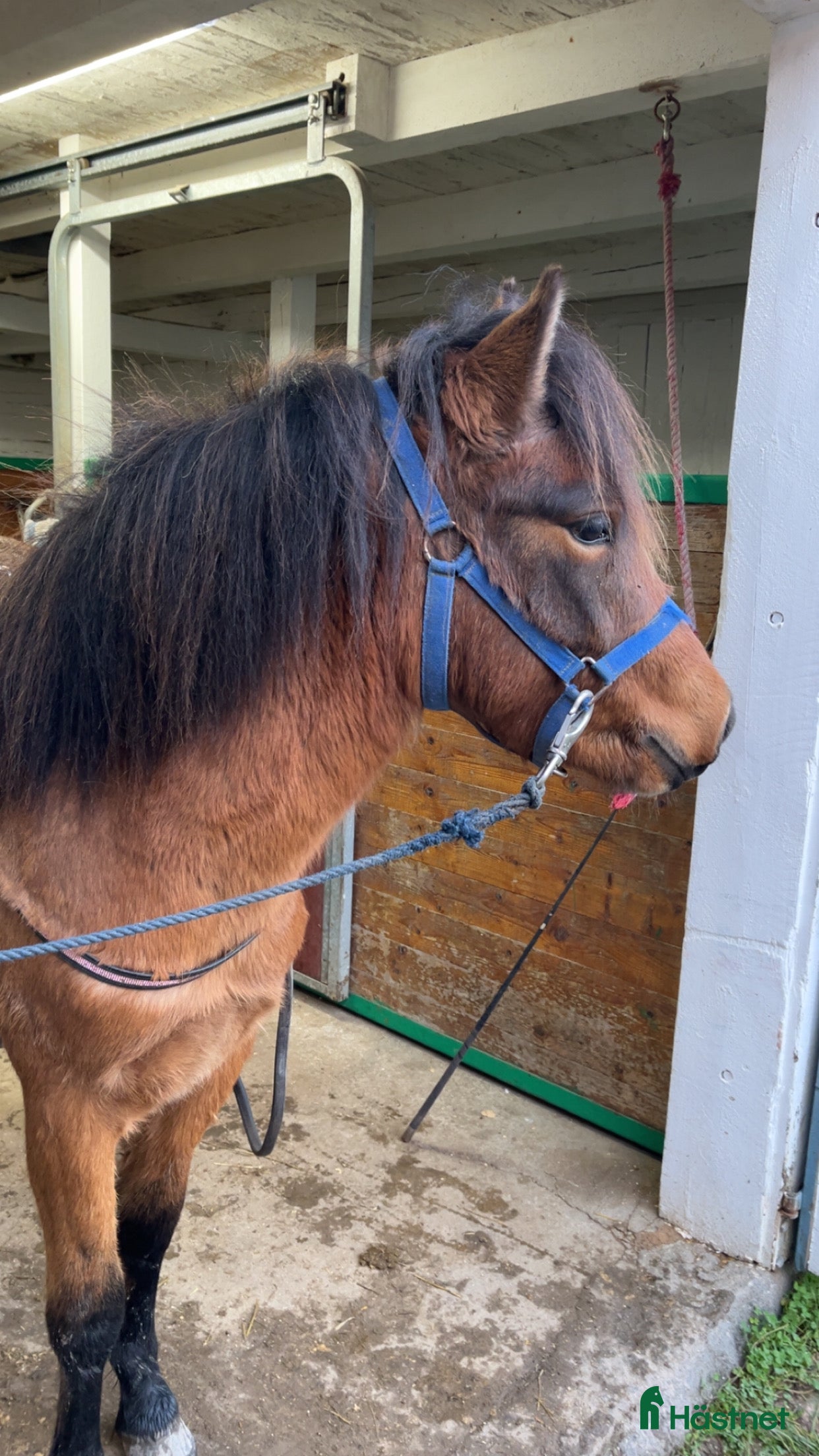  hästar Ettårssto för årgångsloppen i Lysekil - Annons 20