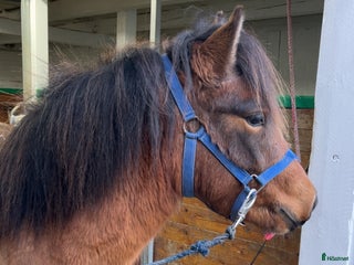 hästar Ettårssto för årgångsloppen i Lysekil - Annons 14