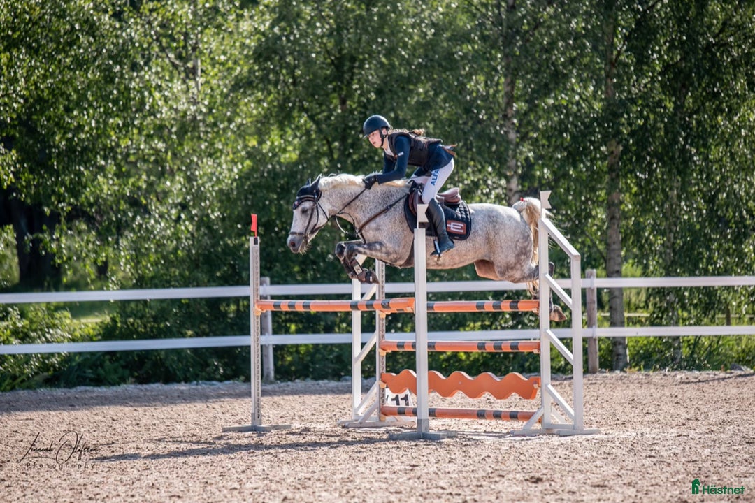 Hoppning hästar till salu: ⭐️Dolce Vita⭐️ i Njurunda - Annons 2