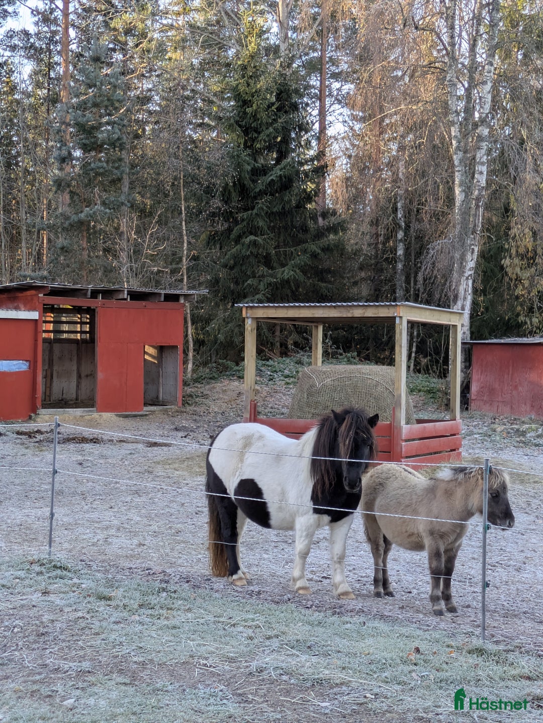 Allround hästar till salu: Blivande superallround tjej i Edsbyn - Annons 7
