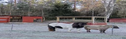 Allround hästar till salu: Blivande superallround tjej - Annons 9