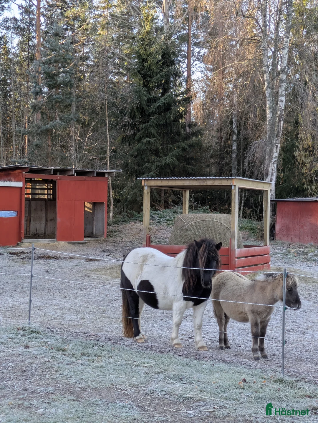 Allround hästar till salu: Blivande superallround tjej - Annons 9