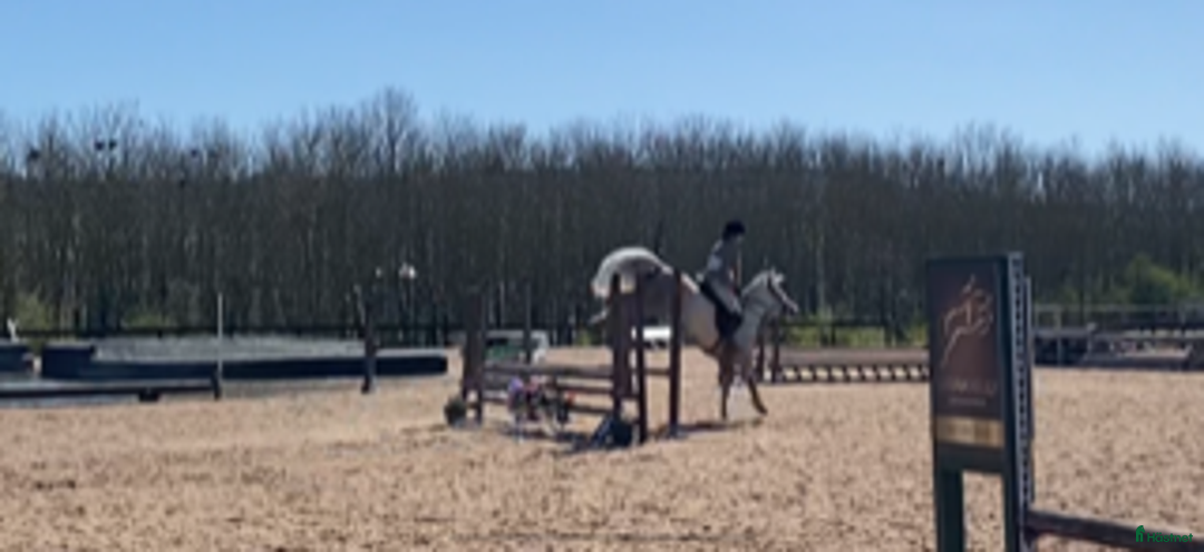 Hoppning hästar till salu: 5 year old with potential for the highest classes i Stockholm-Arlanda - Annons 10